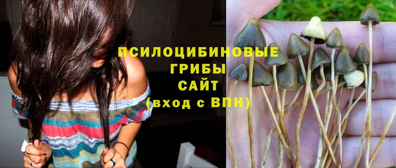 Псилоцибиновые грибы Psilocybe Снежинск